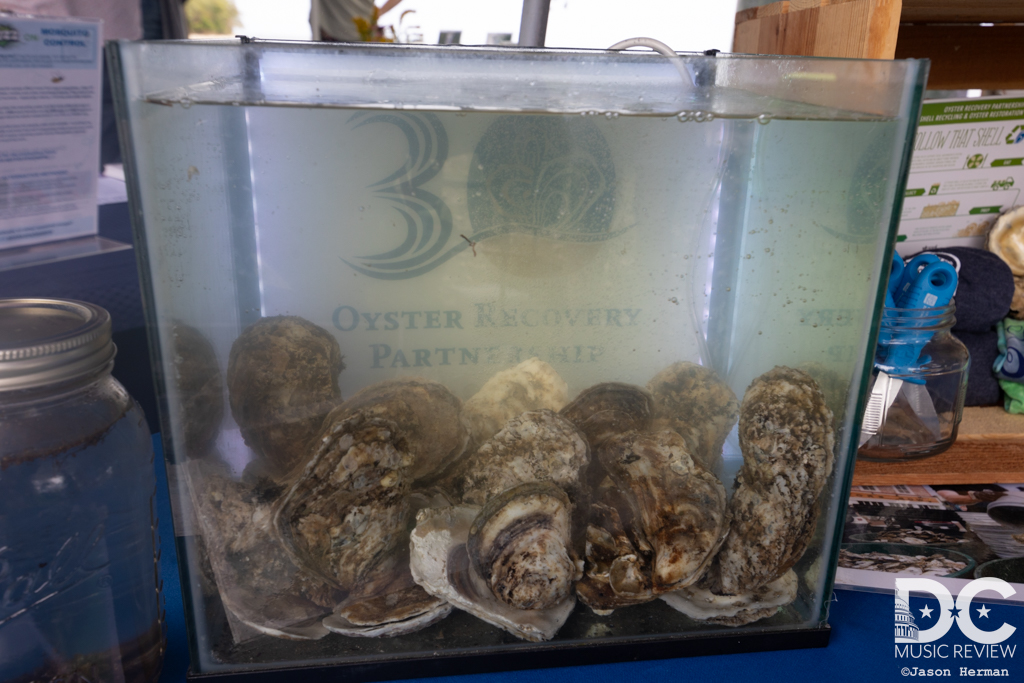 Oysters filter 40 gallons of water a day